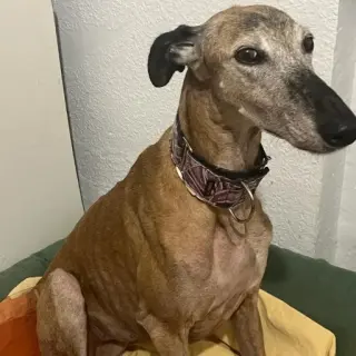 Belma