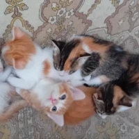Adopta a Hijos De Blanche