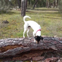 Adopta a Oreo