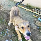 Adopta a Rasca