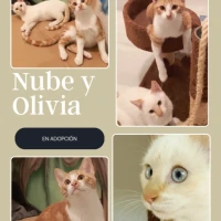 Adopta a Nube Y Olivia