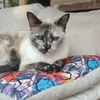 Adopta a Aria