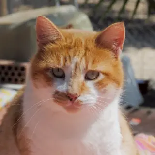 Rubio