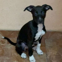 Adopta a Nalha