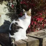 Adopta a Mishi