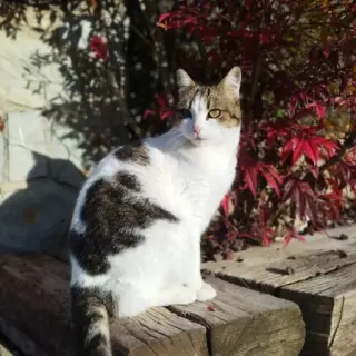 Mishi