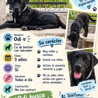 Adopta a Odi