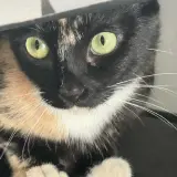 Adopta a Lua