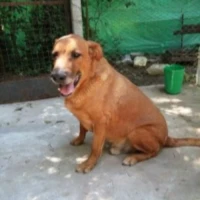 Adopta a Toby