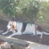 Adopta a Olimpia