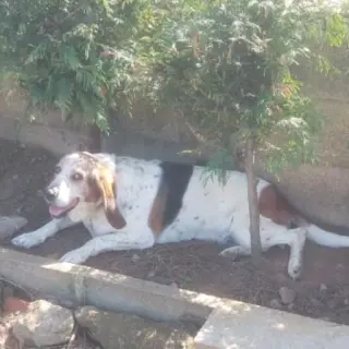 Olimpia