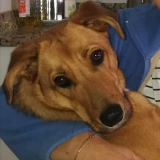 Adopta a Xena