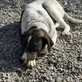 Adopta a Elsa