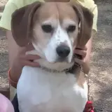 Adopta a Laika
