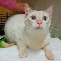 Adopta a Estefano