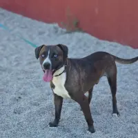 Adopta a Zoilo