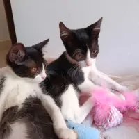 Adopta a Mimi-Emma