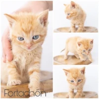 Adopta a Fortachón