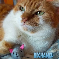 Adopta a Bechamel