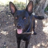 Adopta a Negro