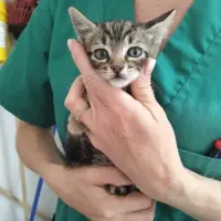 Adopta a Federico
