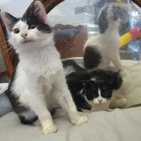 Adopta a Cachorros