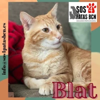 Adopta a Blat