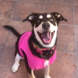 Adopta a Ariel