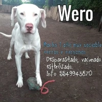 Adopta a Wero