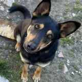 Adopta a Kratos