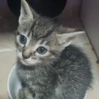 Adopta a Iván