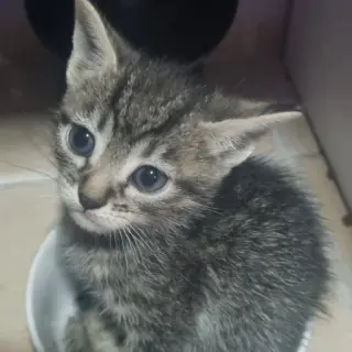 Iván