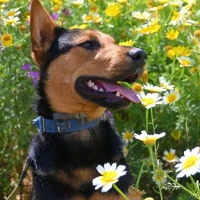 Adopta a Lover