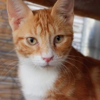 Adopta a Hércules