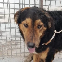 Adopta a Orejotas