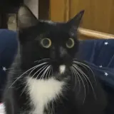 Adopta a Kitty