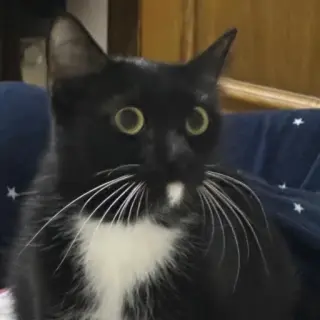 Kitty