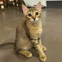 Adopta a Burbuja