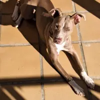 Adopta a Chanel