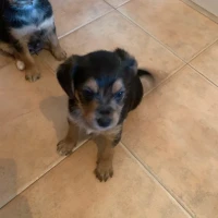 Adopta a Camada Mezcla Yorkshire