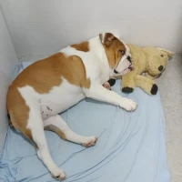 Adopta a Lulú