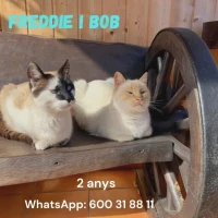 Adopta a Freddie y Bob