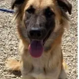 Adopta a Ishkra