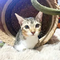 Adopta a Gala