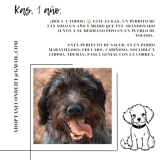 Adopta a Kas