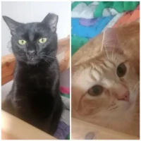 Adopta a Limón & Oreo