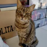 Adopta a Gordita
