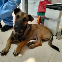 Adopta a Trailer