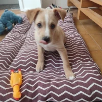 Adopta a Palmito