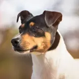 Adopta a Milo